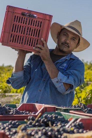 ¿QUÉ VINOS MEXICANOS GANAN MEDALLAS?