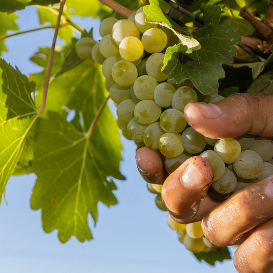 Feliz Día para el Chardonnay