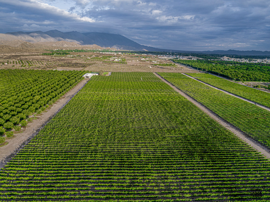 El Cabernet Franc de Parras de la Fuente