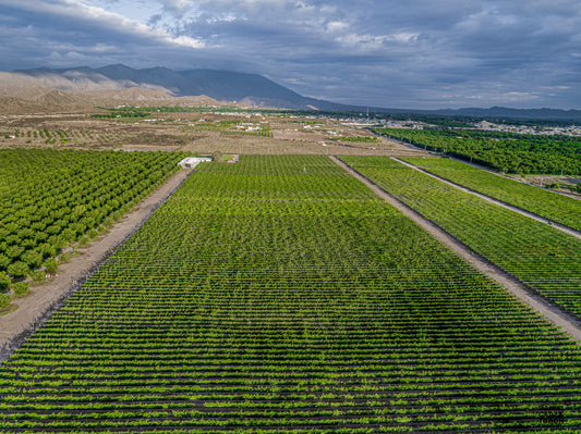 El Cabernet Franc de Parras de la Fuente