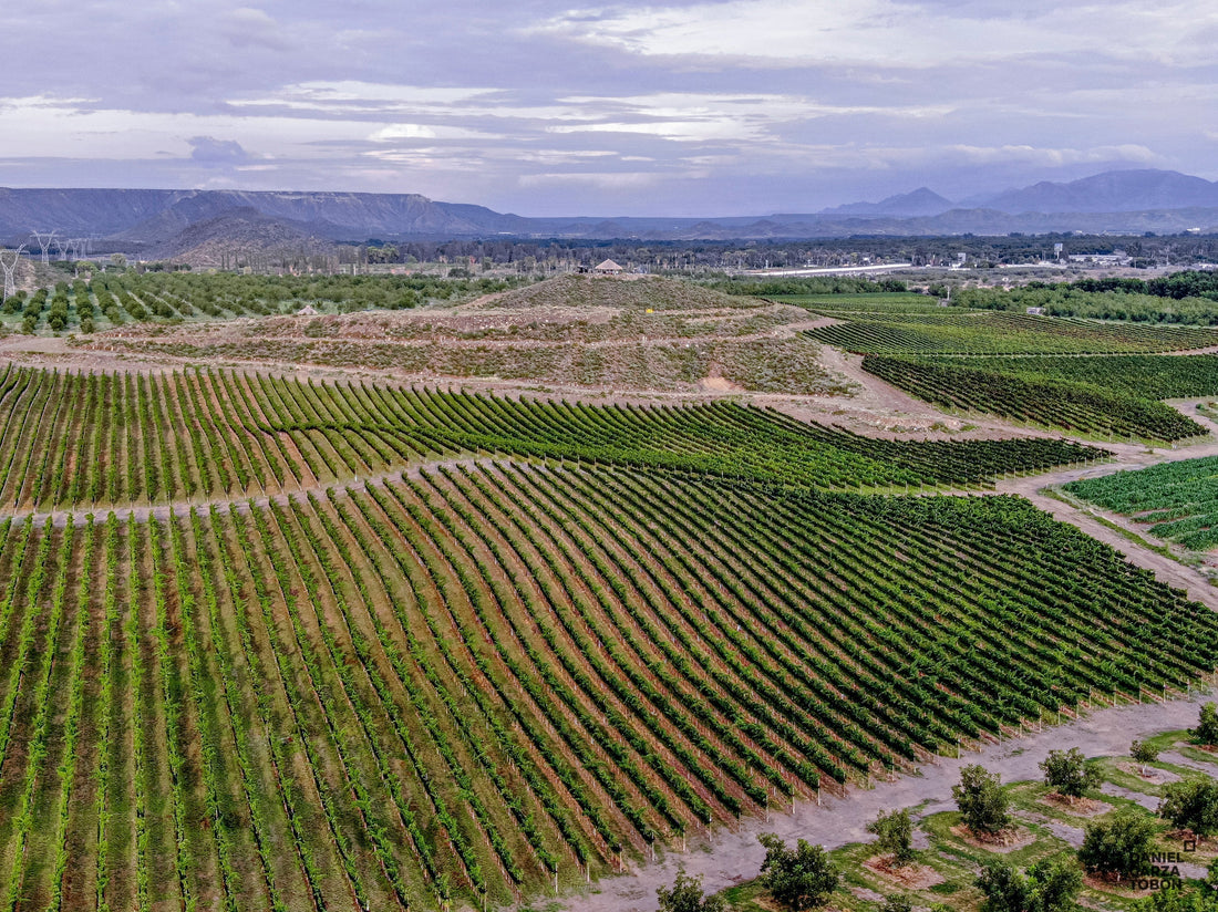 Celebrando a la uva Syrah