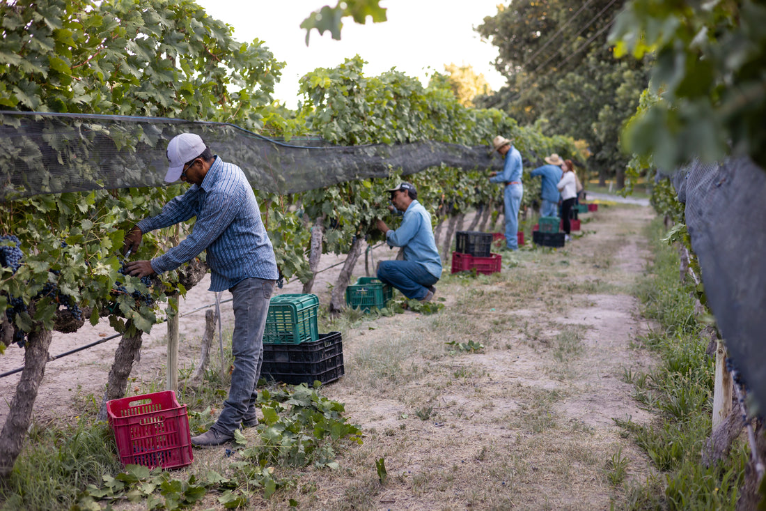 Homenaje al buen vino mexicano