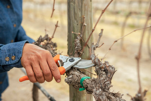 El viñedo en invierno