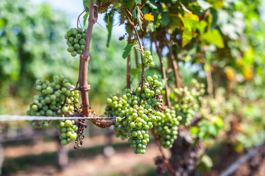 Vinos de clima frío