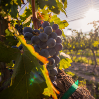 Create Your Wine