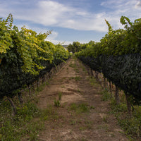 Create Your Wine
