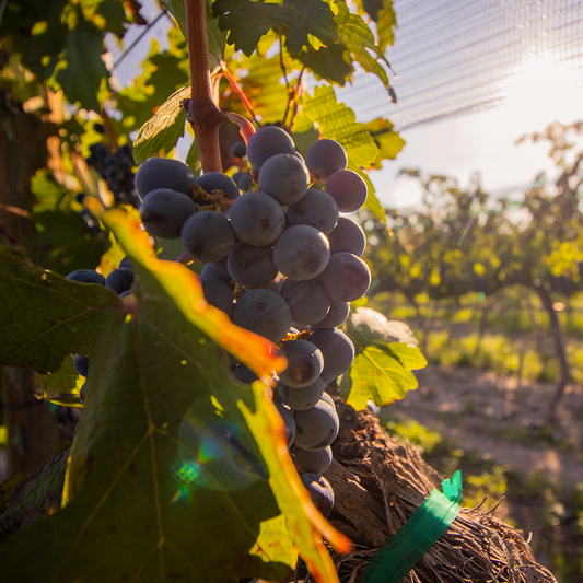 WORK & WINE |  EJECUTIVO